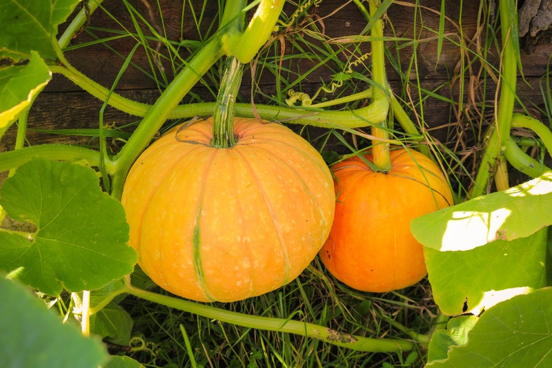 two small pumpkins on the vine