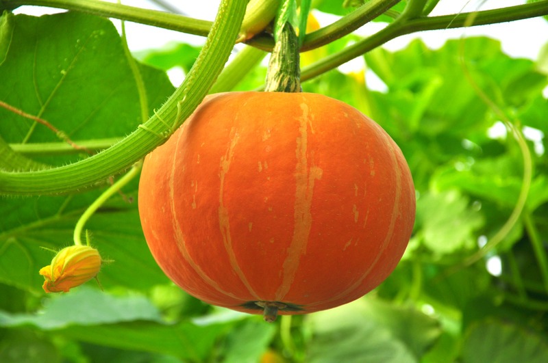 pumpkin hanging on the vine