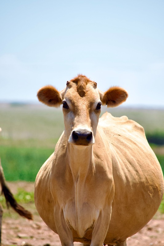 pregnant jersey cow in field