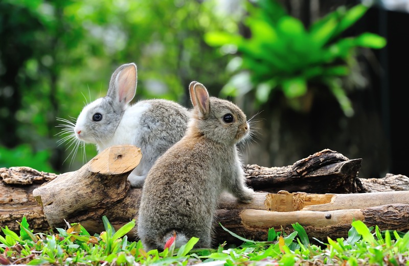two bunnies on a log