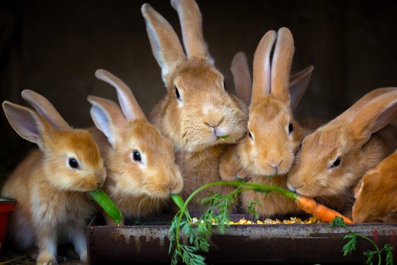 bunnies eating carrots