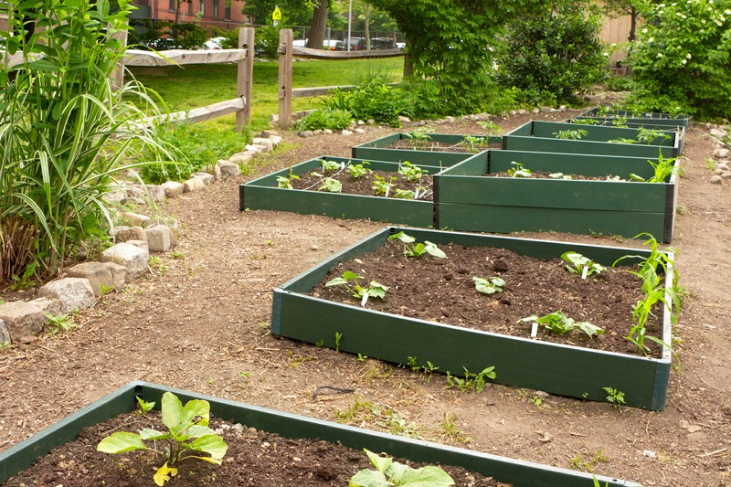 raised bed vegetable garden