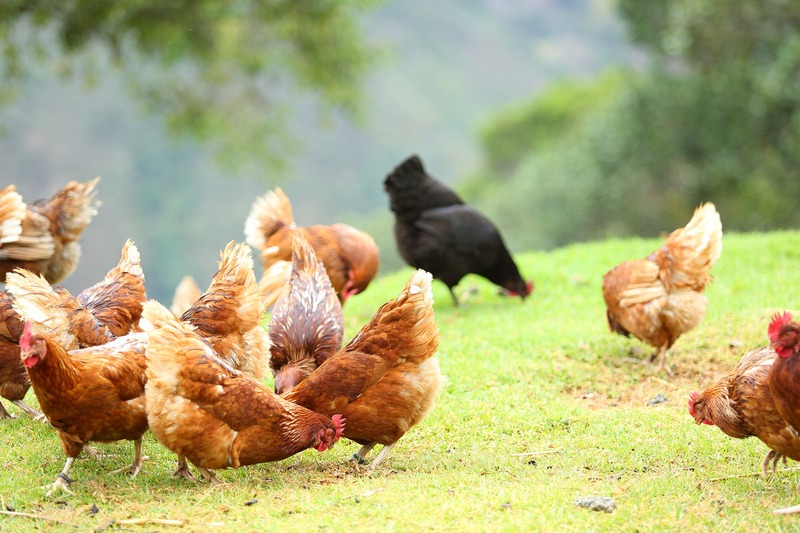 raising chickens