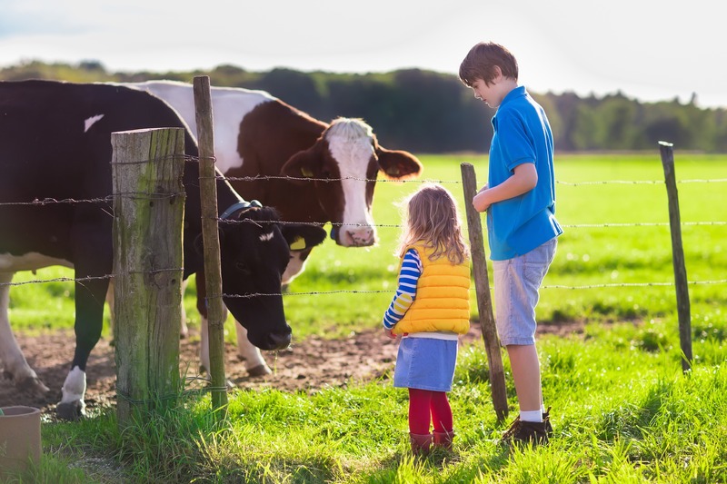 kids feeding cows at fence