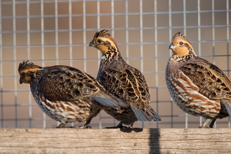Female Bobwhite Quail in cage