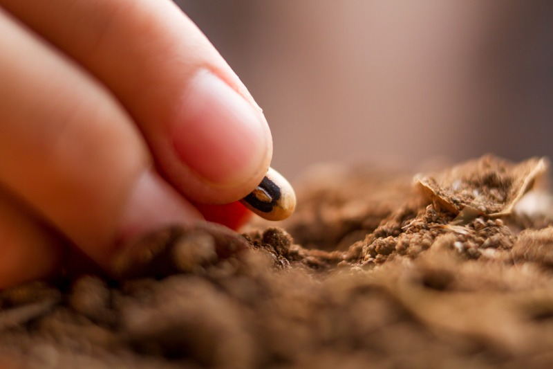 Hand sowing a vegetable or flower seed into a soil at home garden or backyard gardening.
