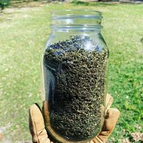 a jar of dried nettles