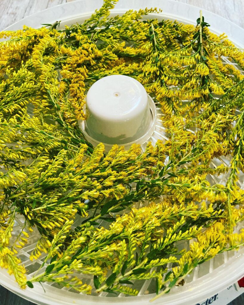 golden rod waiting to be dried