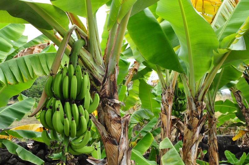 banana trees