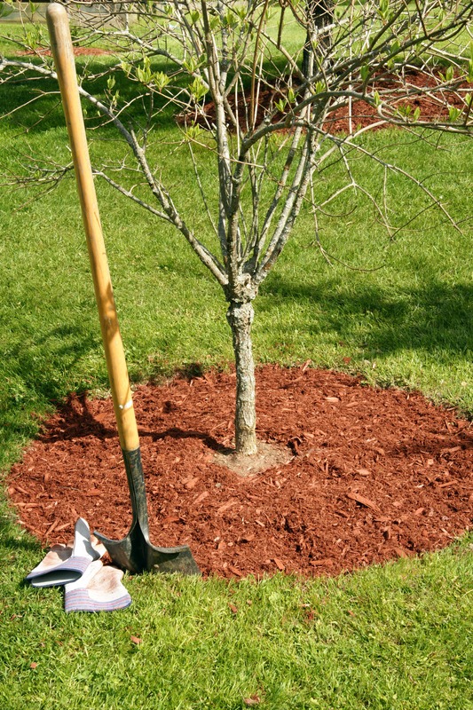 a tree with mulch around it