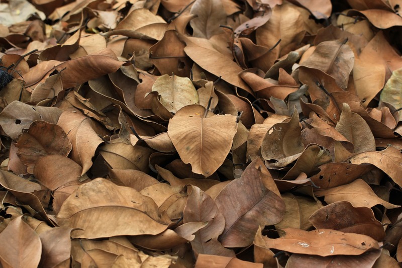 dry leaves for composting