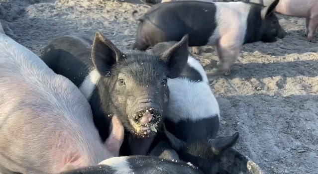 piglets eating