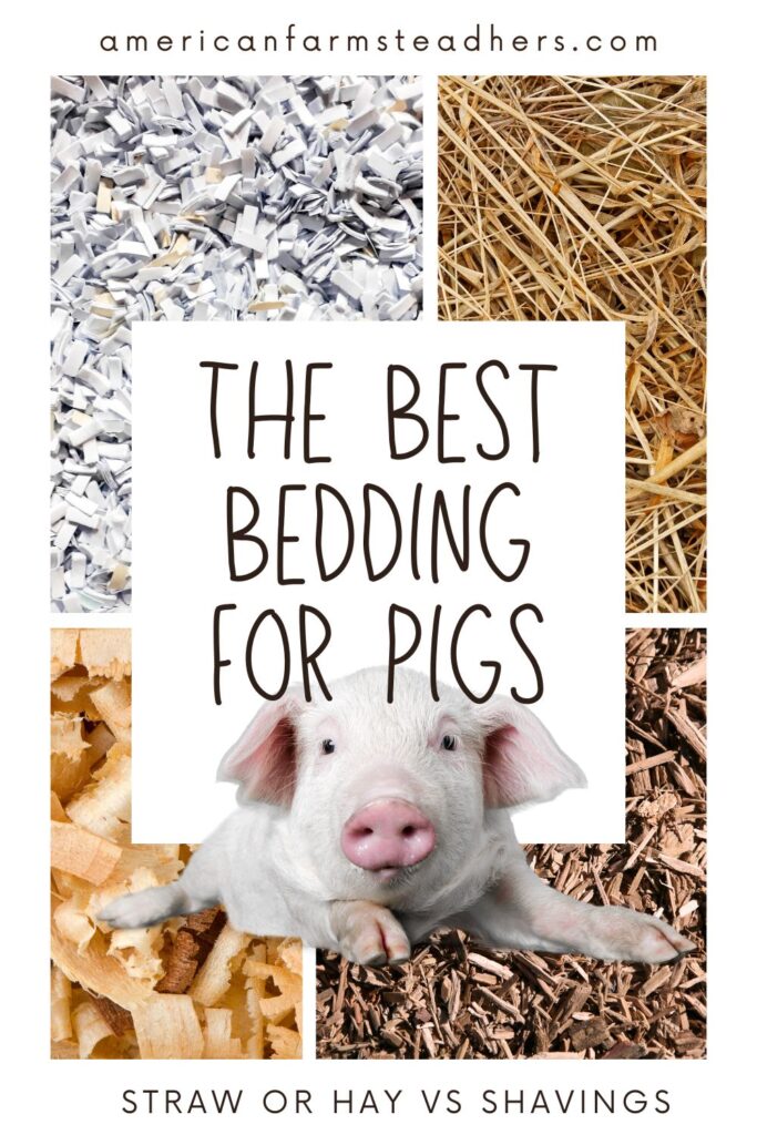 best bedding for pigs featured image