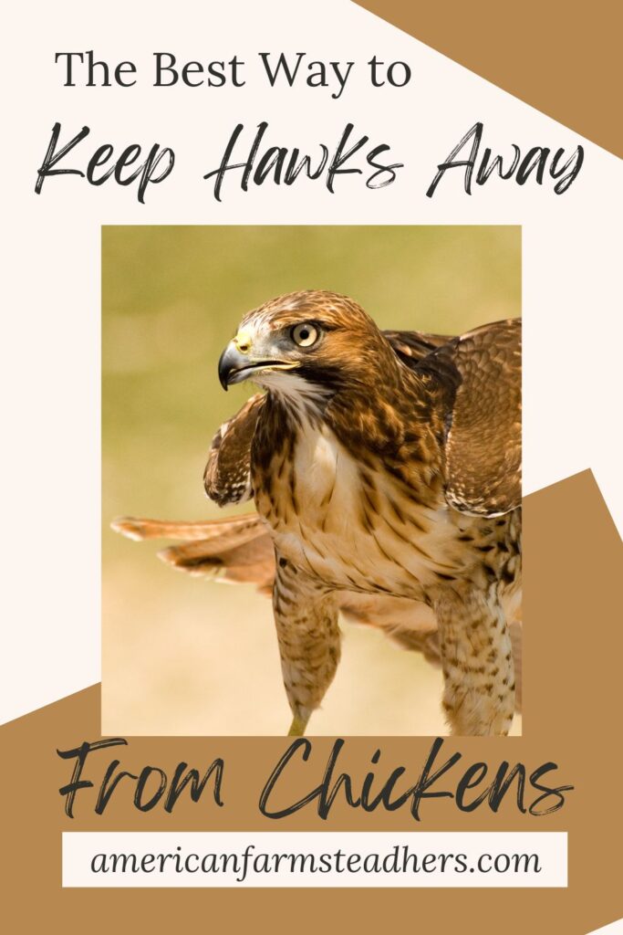 best way to keep hawks away from chickens featured image