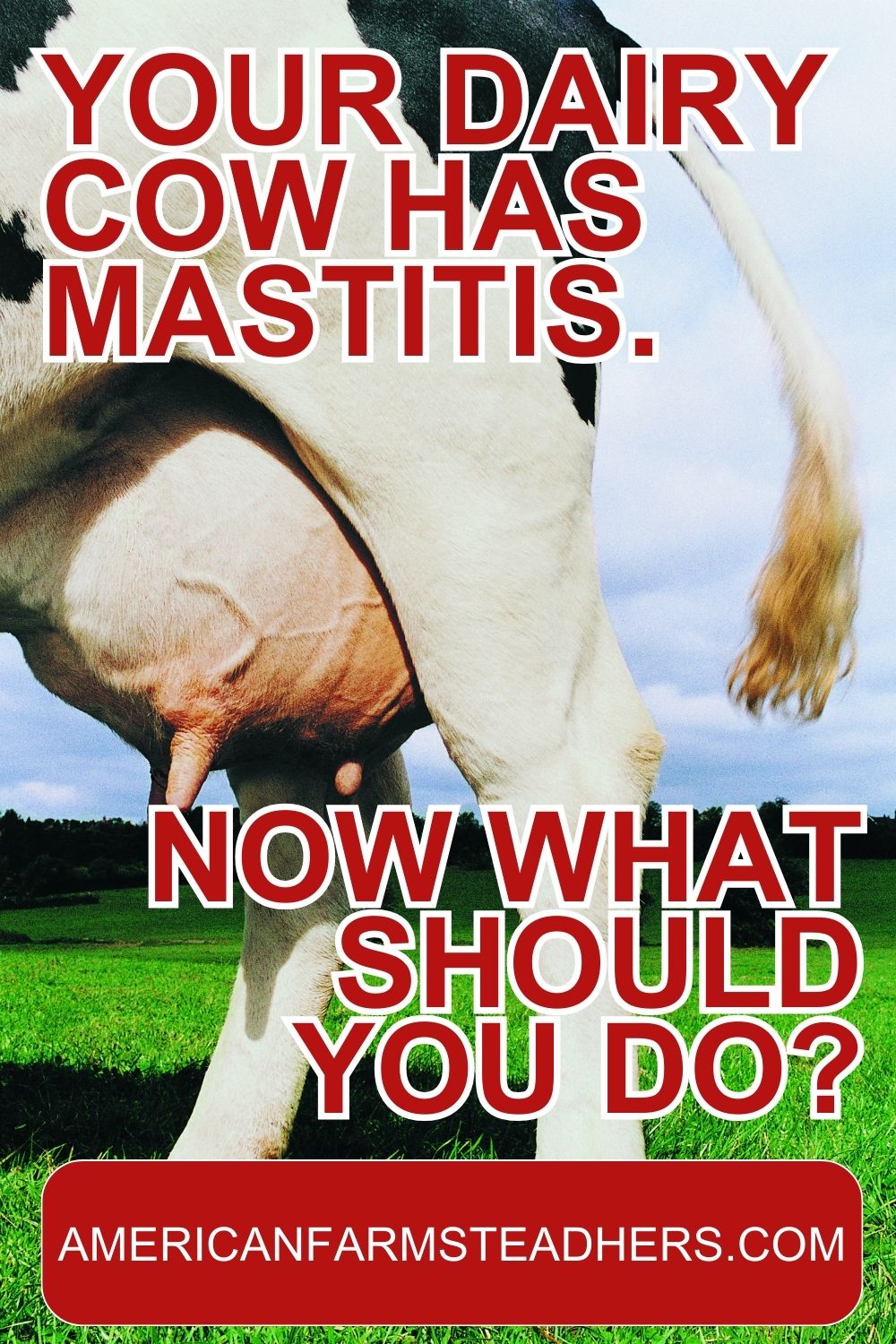 cow has mastitis featured image