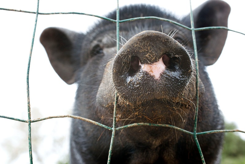 a pig sticking his nose through the fence