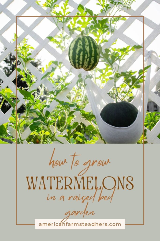 how to grow watermelons in a raised bed featured image