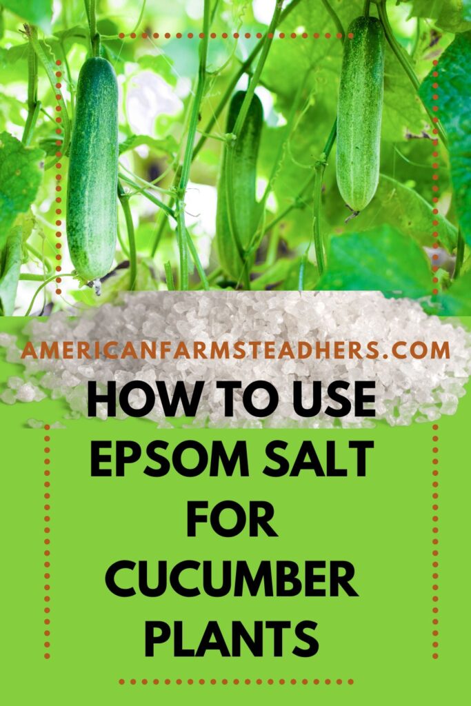 epsom salt for cucumber plants featured image