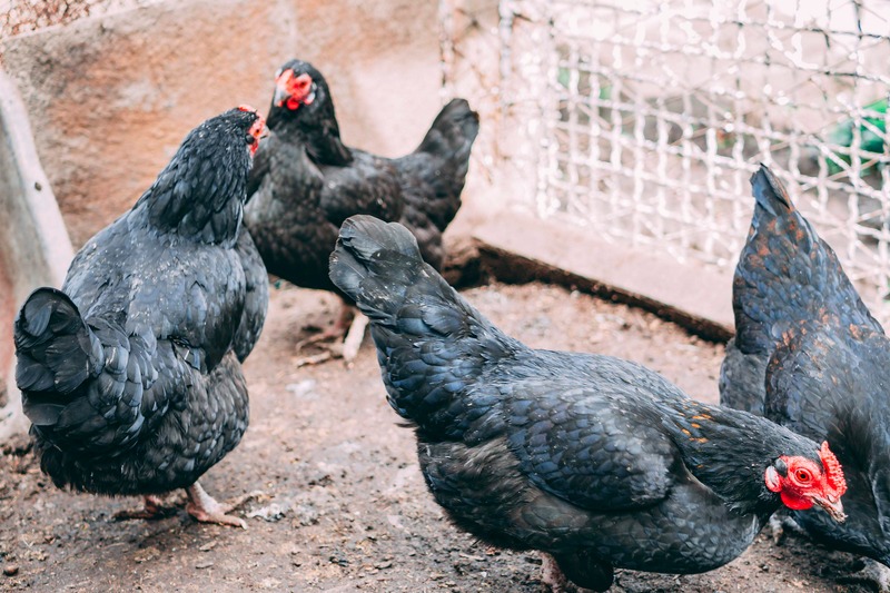 A group of free-range black hens at the home farm