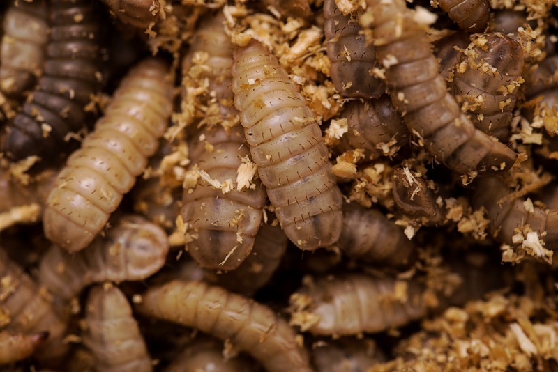close up of black soldier fly larvae for chickens