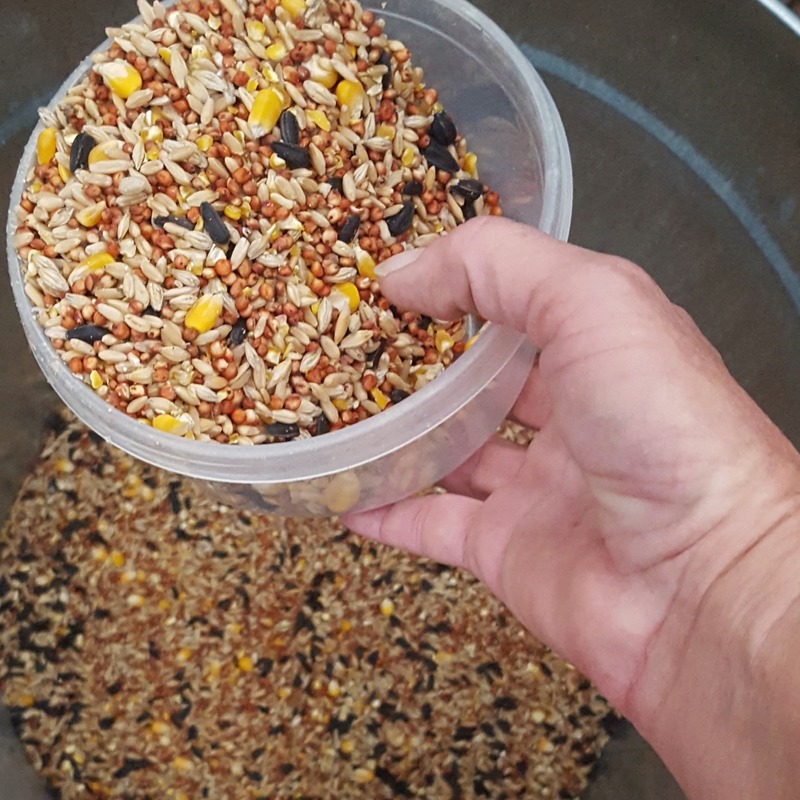 Mixed grain in old tin trash can