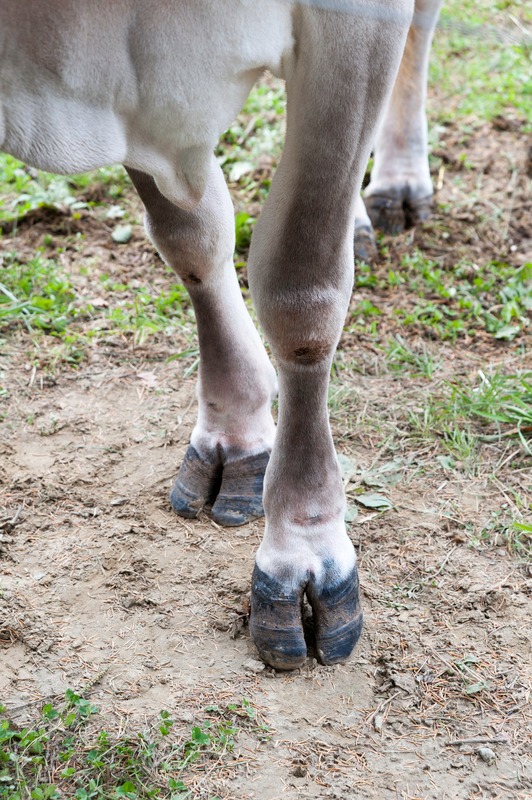 Cow posed daintily in well-worn pasture