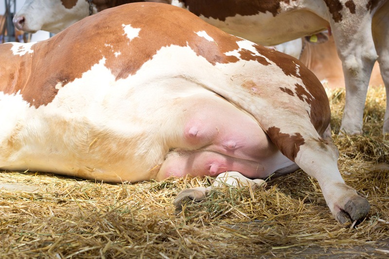 close up of cow udder while laying down