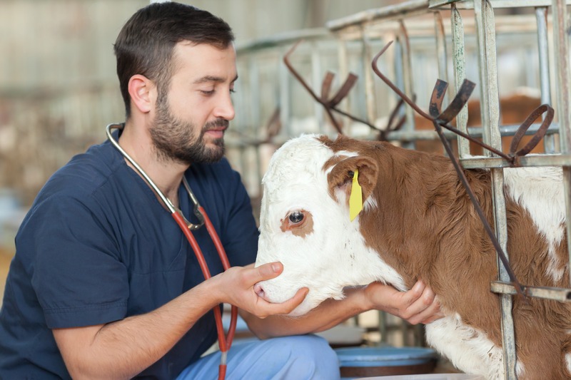 vet working with cow