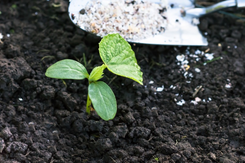 close up of recently transplanted cucumber seedling with epsom salt sprinkled nearby