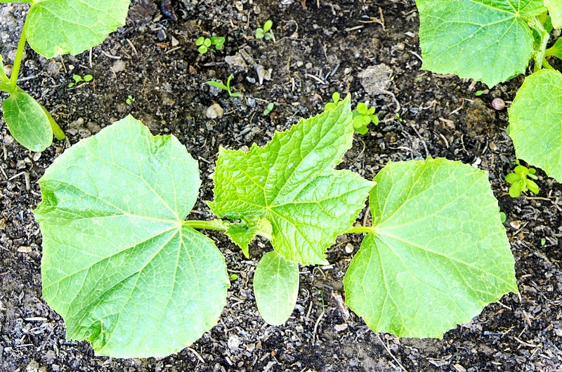 Cucumber plants in a nice flower bed
