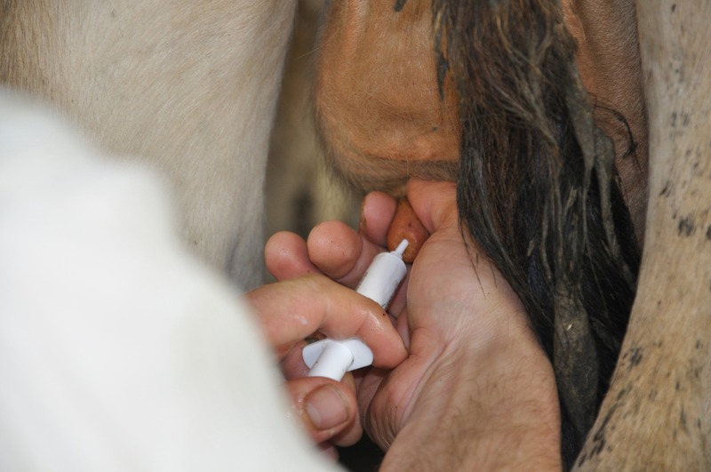 Farmer injects dry cow therapy into cow's teats at end of milking season