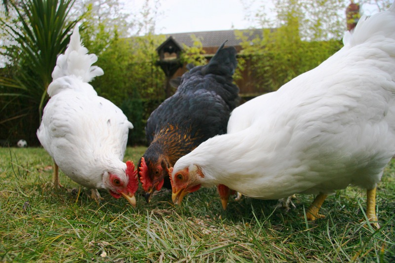 chickens eating in the grass