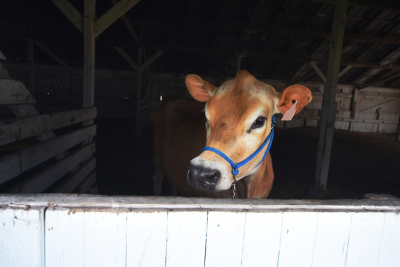 A young Jersey dairy cow looks out of a barn window in an image with space for copy.
