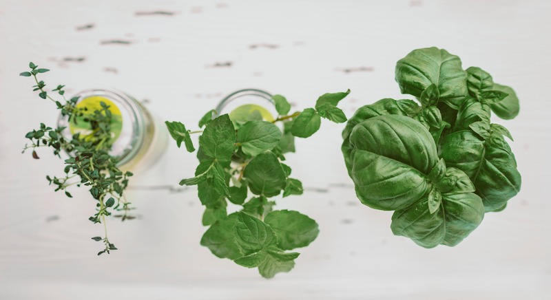 hydroponic herbs