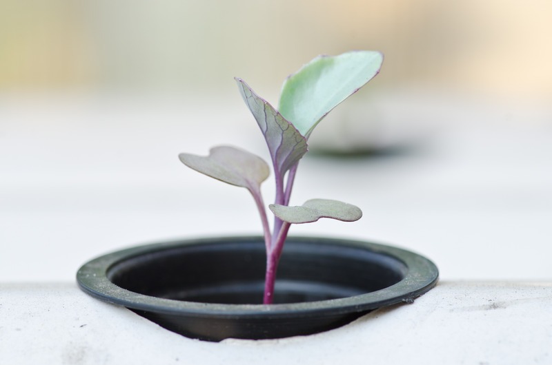 hydroponic seedling close up
