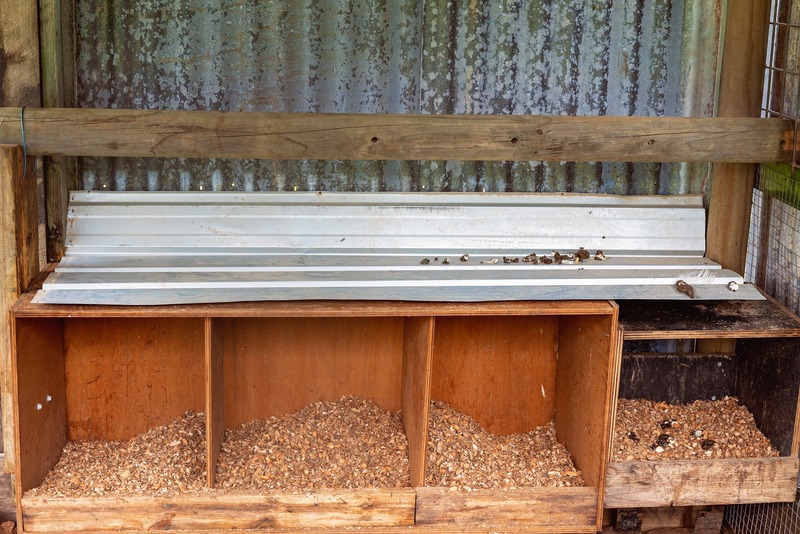 Timber nesting boxes for chicken in a chook pen