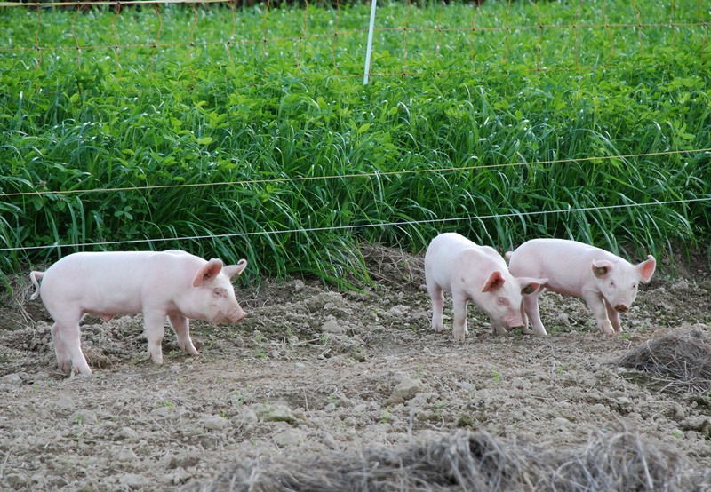 pigs on pasture with electric fence