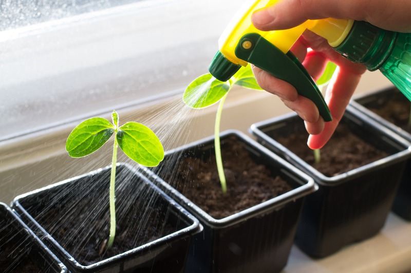 spray epsom salt on cucumber seedlings