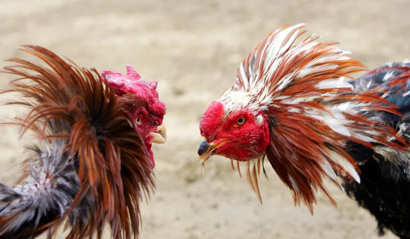 two roosters fighting
