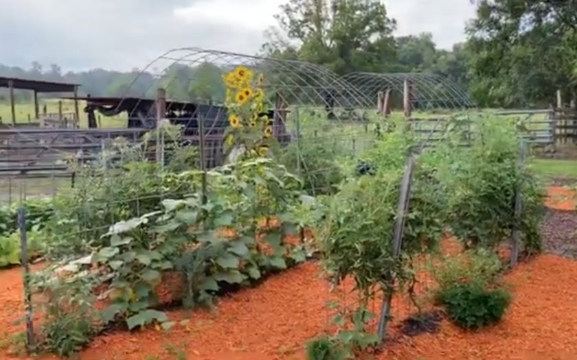 jenny's arched trellis with tomatoes, cucumbers, and sunflowers