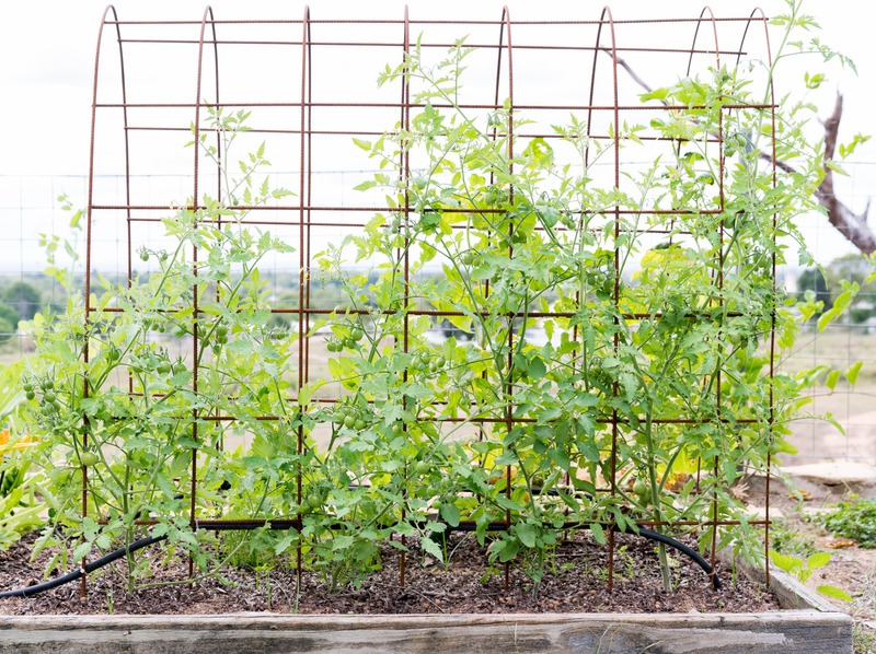 tomatoes on a trellis