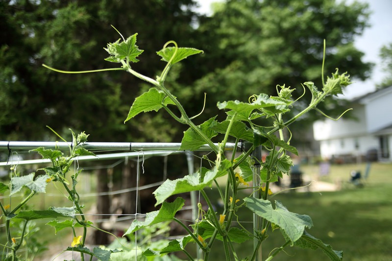 cucumber vine at the top of a trellis