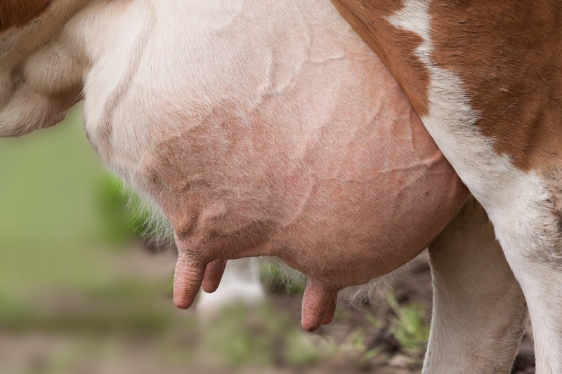 swollen udder close up