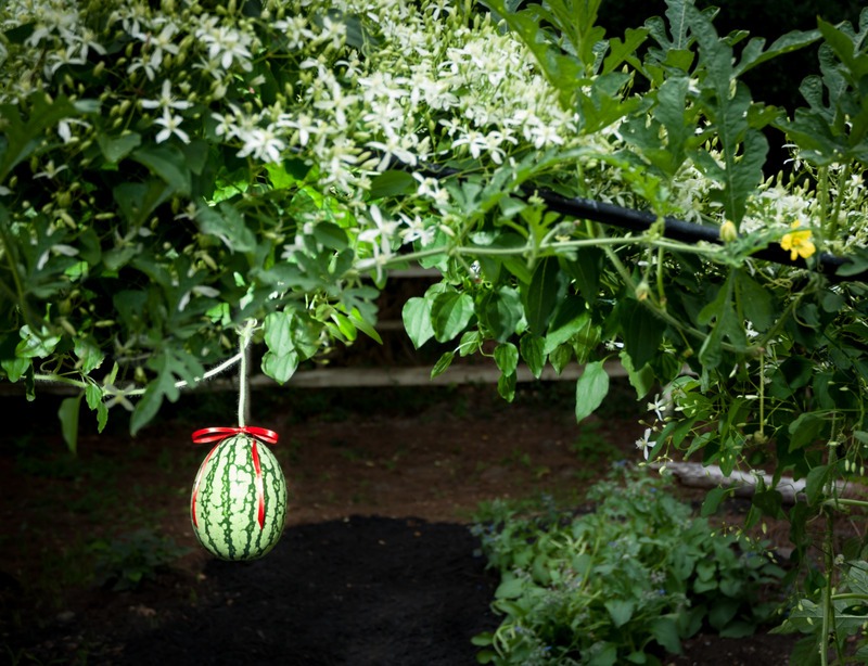 watermelon with a red ribbon hanging from trellis