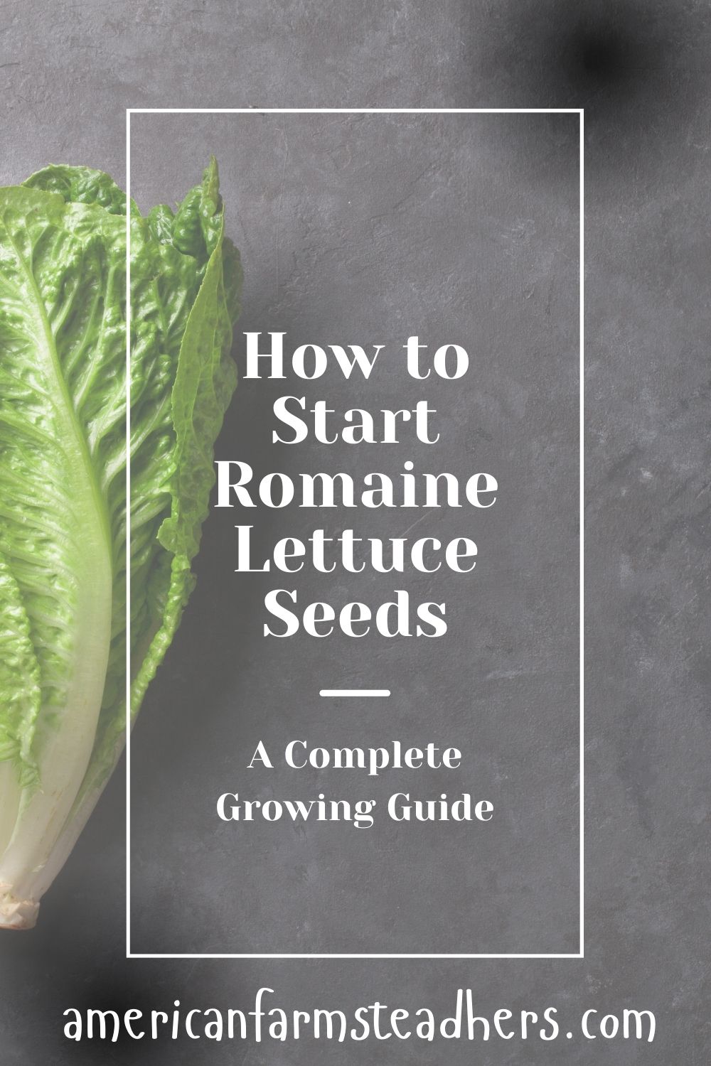 how to plant romaine lettuce seeds