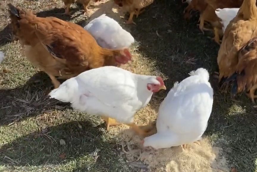 cornich cross and freedom rangers eating