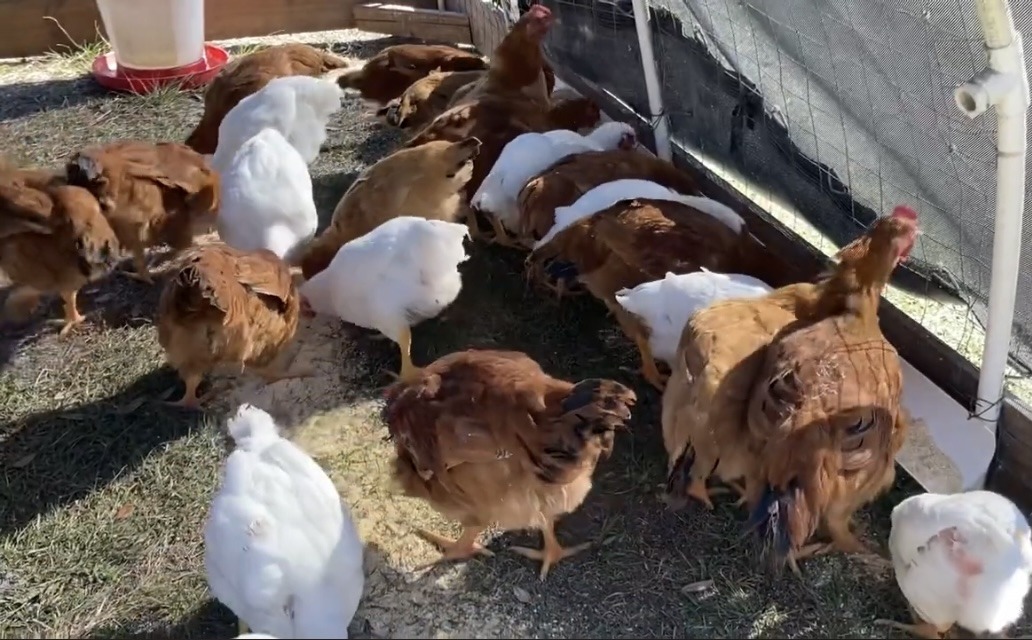 cornish cross and freedom rangers eating in a coop