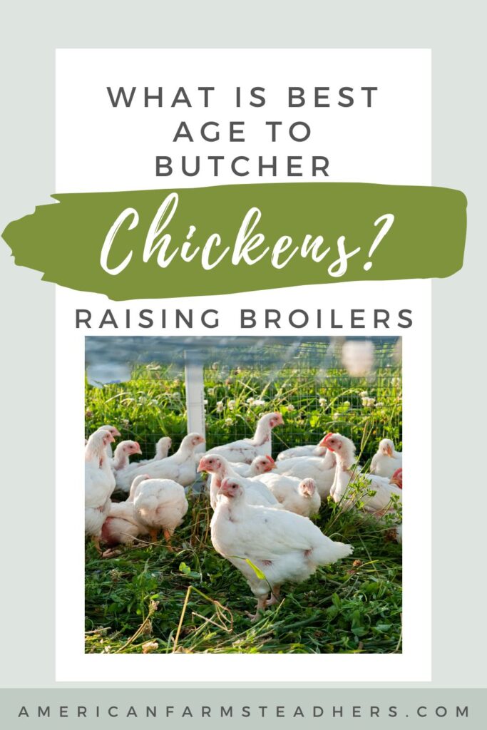 what is the best age to butcher chickens?