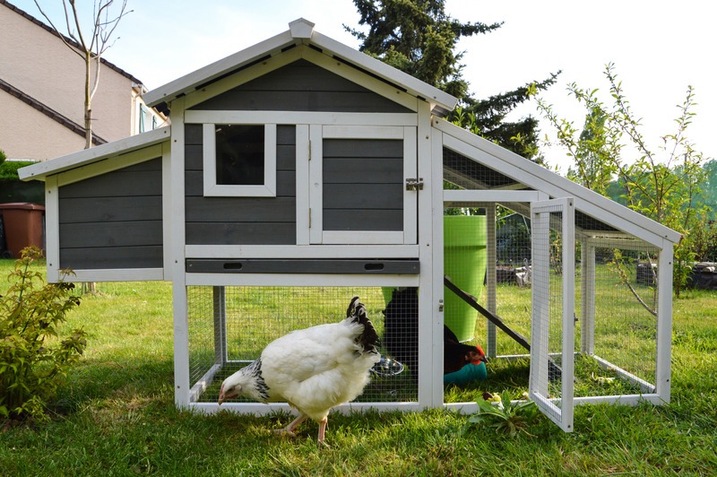 A hen house or chicken coop with hens