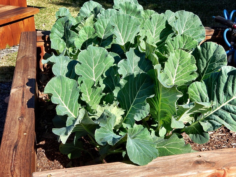 collard greens growing in a raised bed